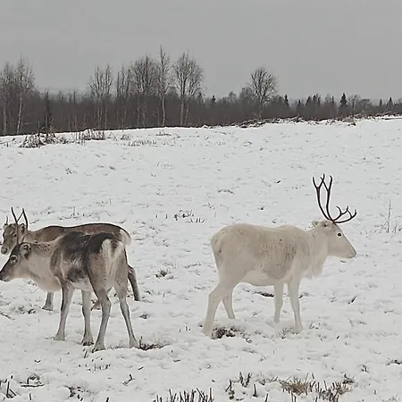 Lapland Snow Moose Villa Vittangi Kapell Exterior photo