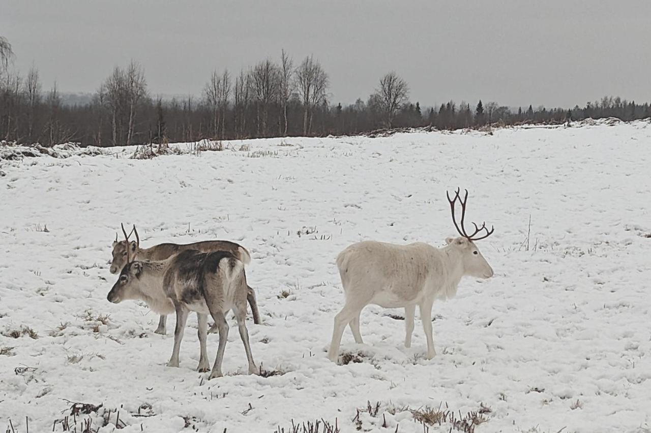 Lapland Snow Moose Lodge *